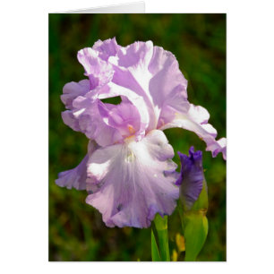 "Iris in the morning" collection
