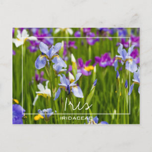 Iris Iridaceae Field Of Flowers Custom Photo Postcard