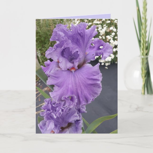 Iris Irises Purple Flower Floral Birthday Card (Front)