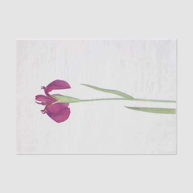 Iris Kaempferi by William Dykes Tissue Paper (Front)