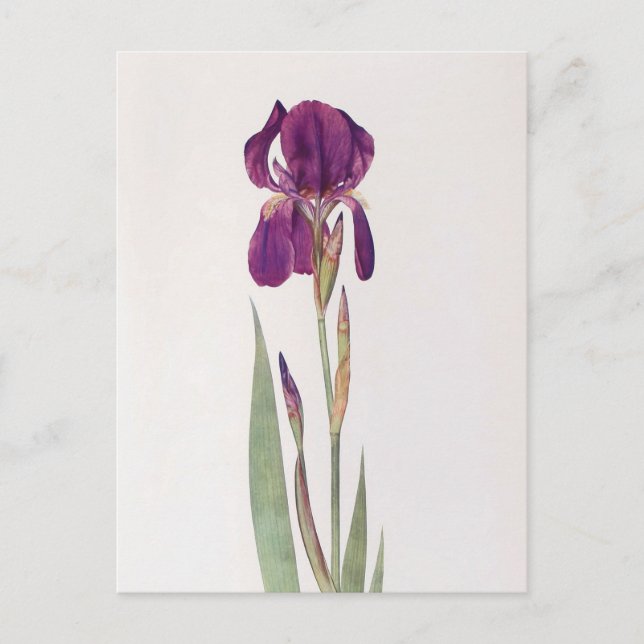 Iris Kochii  by William Dykes Postcard (Front)