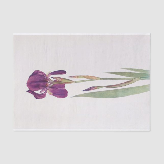 Iris Kochii  by William Dykes Tissue Paper (Front)