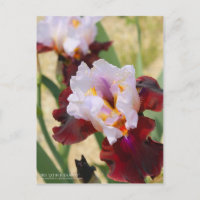 Iris ‘Latin Hideaway’  [Postcard]