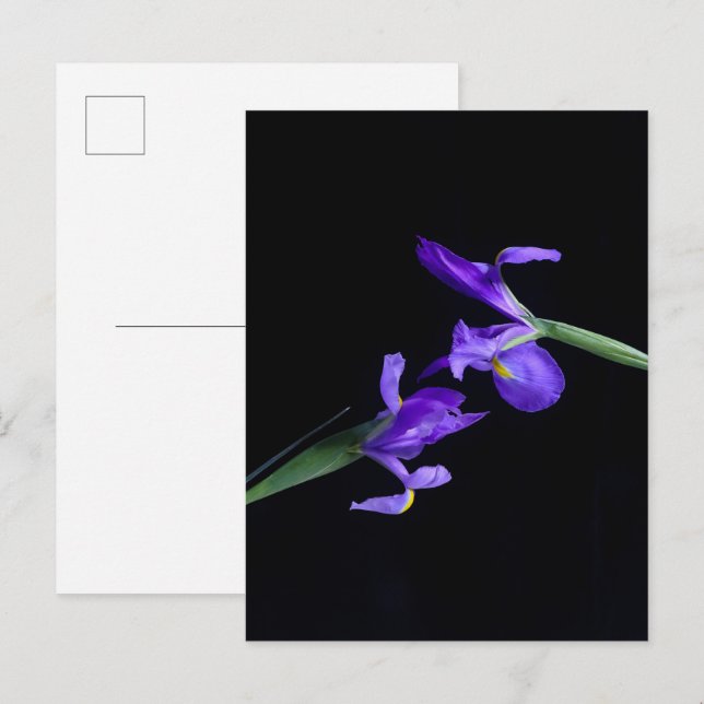 Iris Lovers Postcard (Front/Back)