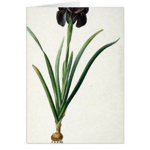Iris Luxiana, from `Les Liliacees', 1805