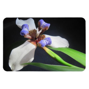 Iris Magnet