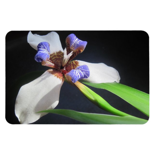 Iris Magnet (Horizontal)