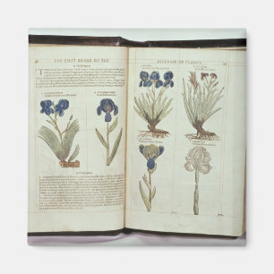 Iris Magnet