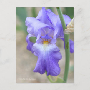 Iris ‘Mary Frances’  [Postcard] ポストカード Postcard