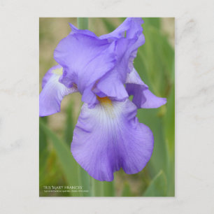 Iris ‘Mary Frances’  [Postcard] Postcard