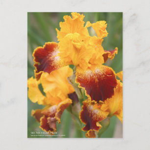 Iris ‘Michigan Pride’:Postcard Postcard