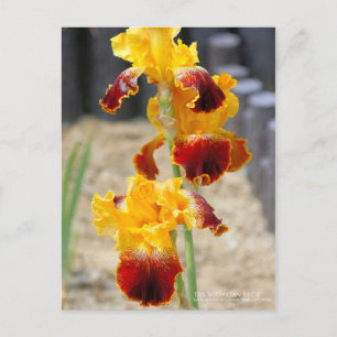 Iris ‘Michigan Pride’:Postcard Postcard