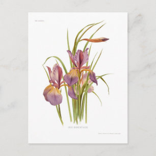 Iris orientalis postcard