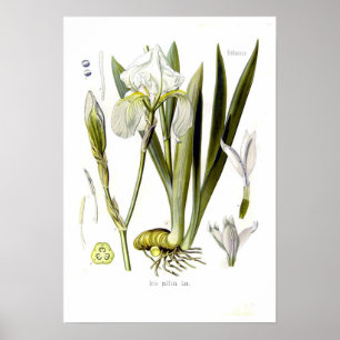Iris pallida poster
