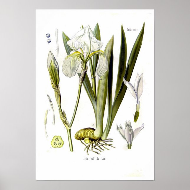 Iris pallida poster (Front)