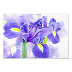 Iris Photo Print