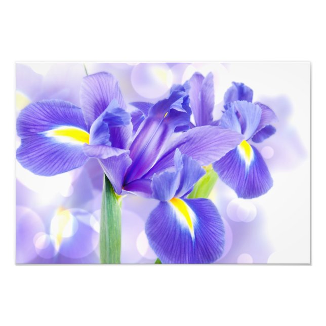 Iris Photo Print (Front)