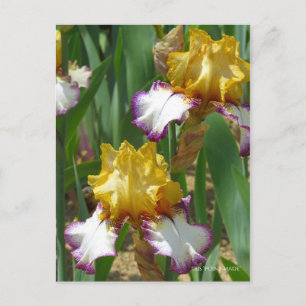Iris ‘Point Made’  [Postcard] ポストカード Postcard