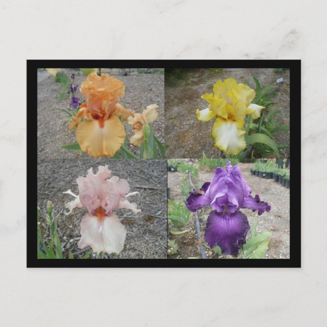 Iris Post Card (Front)