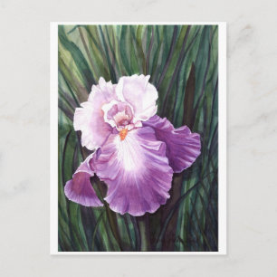 Iris Postcard