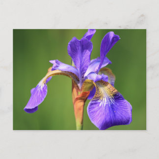 iris postcard