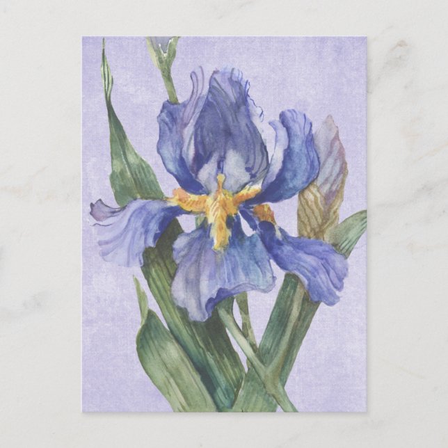 Iris Postcard (Front)