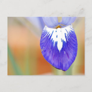 Iris Postcard