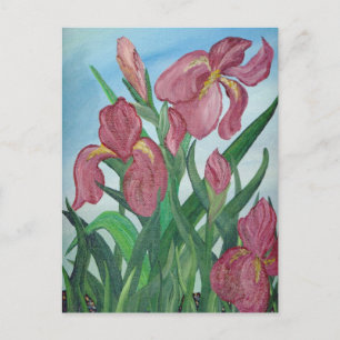 Iris Postcard