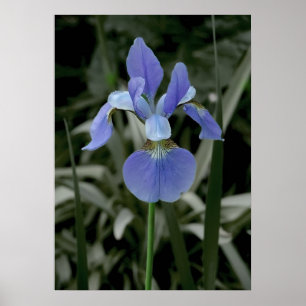 Iris Poster