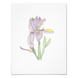 Iris Print