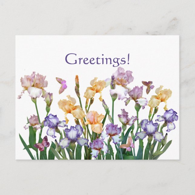 Iris Purple Butterfly Pink Floral Postcard (Front)