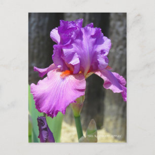 Iris ‘Raspberry Ripples’  [Postcard] ポストカード Postcard