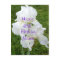 Iris Rebloomer Flower Birthday card- customise