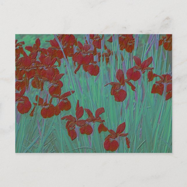 Iris red postcard (Front)