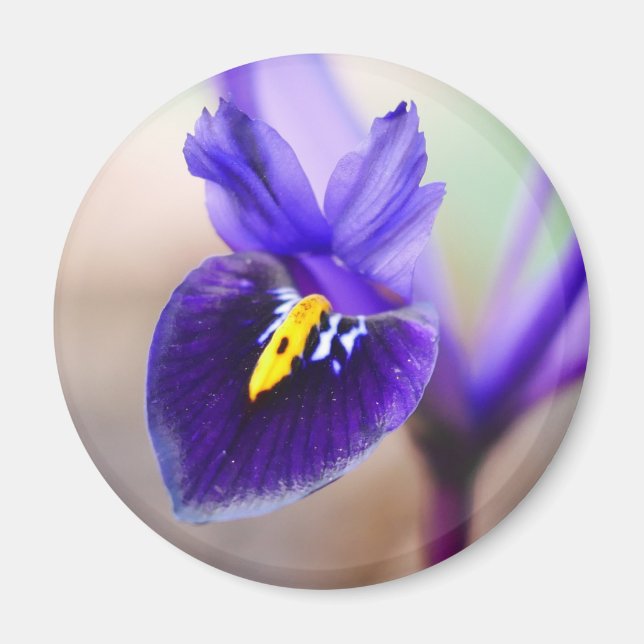 Iris Reticulata Flower Magnet (Front)