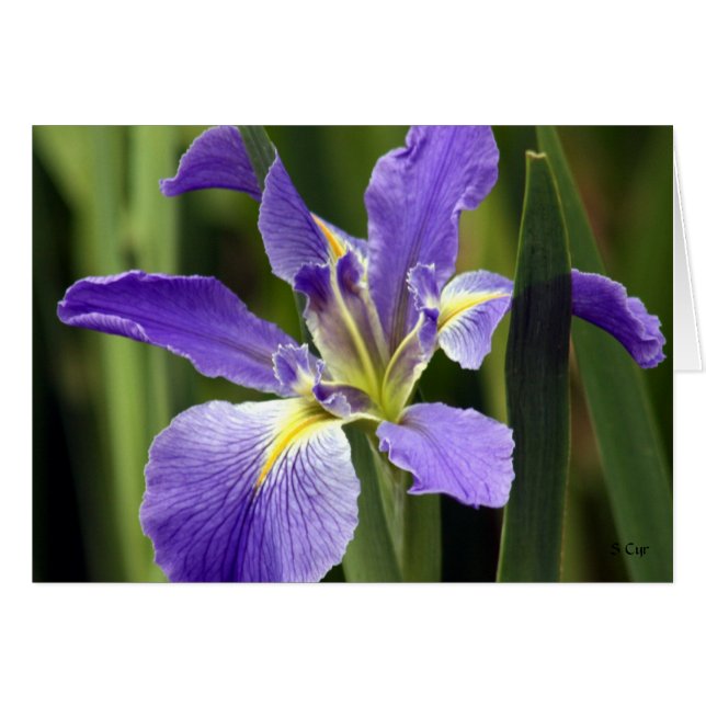 Iris, S Cyr (Front Horizontal)