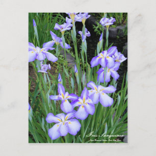 Iris sanguinea:Postcard Postcard