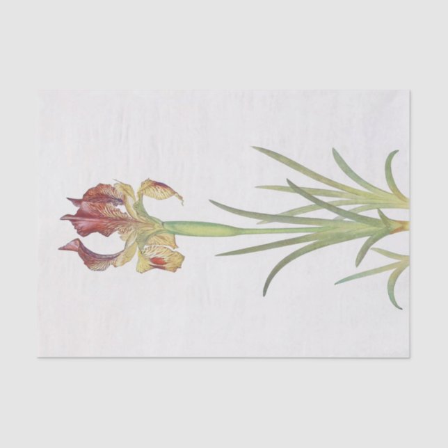 Iris Sari by William Dykes Tissue Paper (Front)