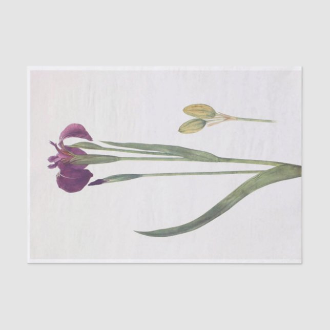 Iris Setosa by William Dykes Tissue Paper (Front)