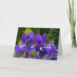 Iris sibirica floral photography card