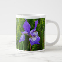 Iris sibirica floral photography