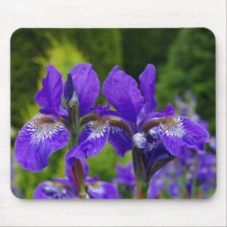 Iris sibirica floral photography mouse pad