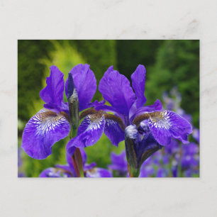 Iris sibirica floral photography  postcard