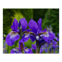 Iris sibirica floral photography