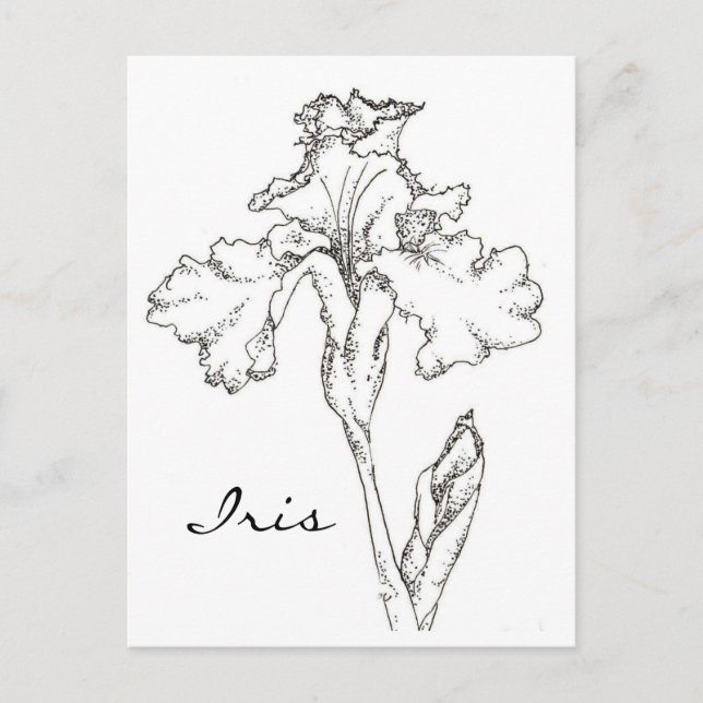 Iris Spring Flower Pen and Ink Drawing Postcard (Front)