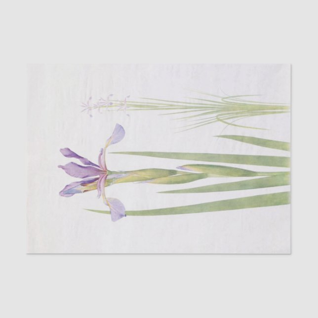 Iris Spuria (Kashmir) by William Dykes Tissue Paper (Front)