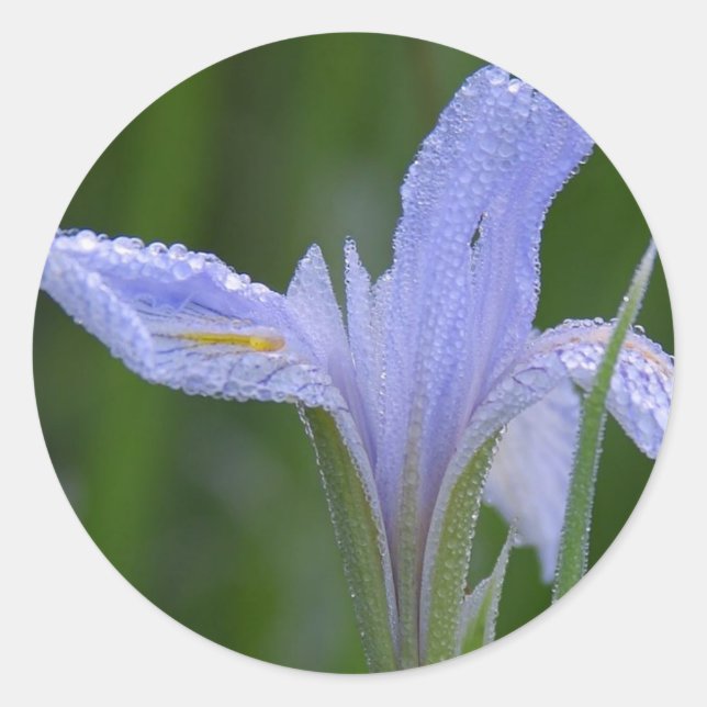 Iris Sticker (Front)