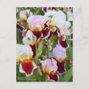Iris ‘Stunning’ [Postcard] Postcard
