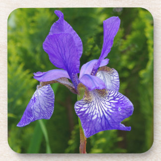Iris sybirica floral photography  coaster