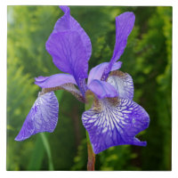 Iris sybirica floral photography